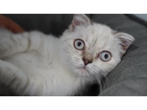 Veteriner kontrolünde sağlıklı scottish fold yavrular