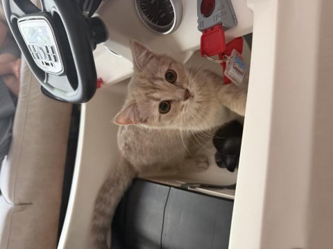 2.5 aylık british shorthair kedimiz