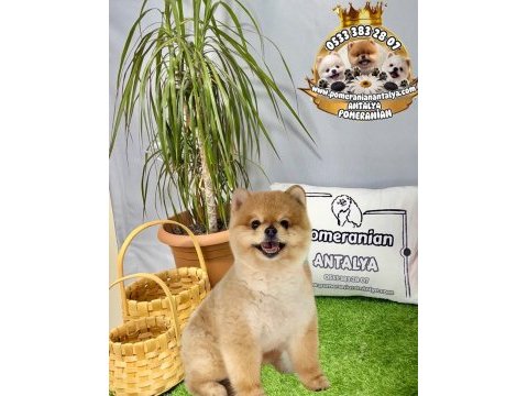 Antalya garantili ayı surat pomeranian boo yavru