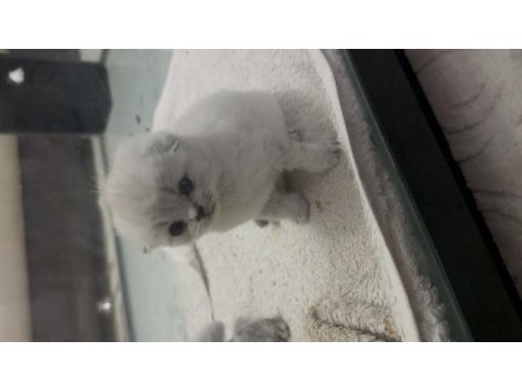 A kalite 2 aylık scottish fold yavrular