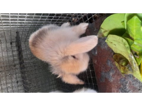Hollanda lop tavşanı yavrusu