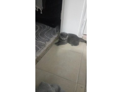Gri scottish fold kızımız