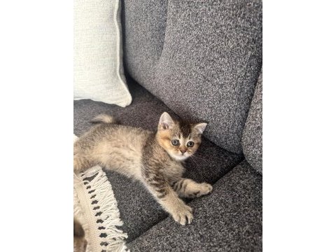 Golden british shorthair yavrular