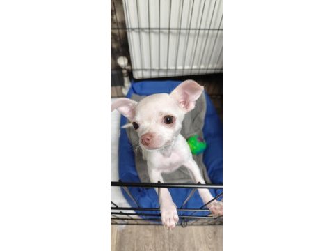 7 aylık chihuahua cinsi köpeğimiz
