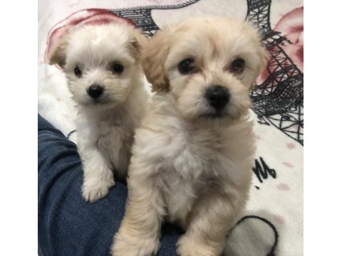 Maltipoo ve maltese