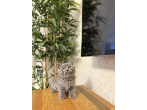 Dünya tatlısı brıtısh shorthair yavrularım 