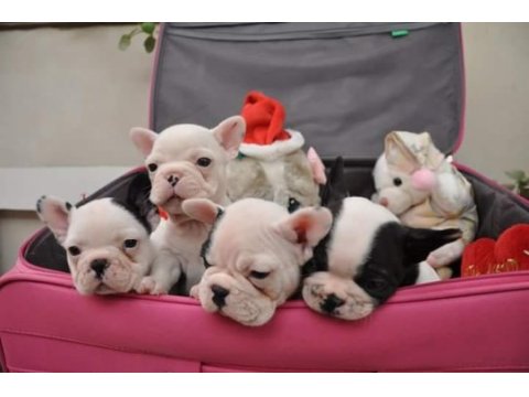 French bulldog yavruları