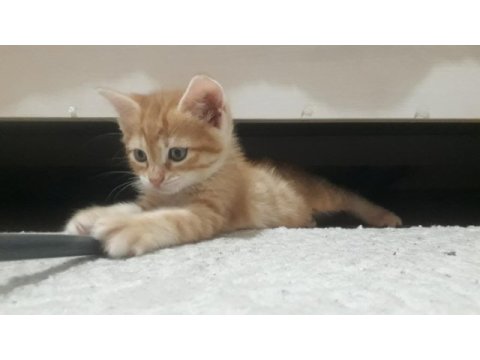 Oyuncu sarman kedim
