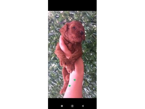 Dişi ve erkek teacup poodle