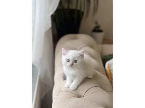 Mavi göz british shorthair yavrum