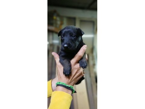 Rezerveye acık safkan belçika malinois yavrular