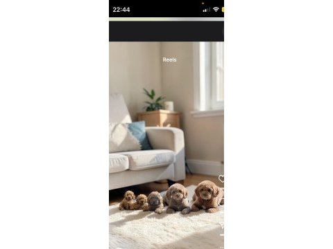 Toy poodle orjinal ırk garantili