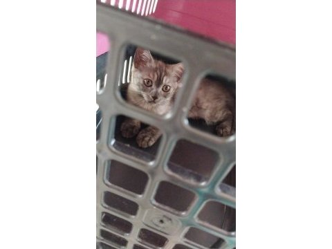 Minnak british shorthair kedimize ömürlük yuva