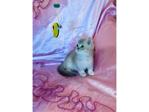 British shorthair erkek yeni evini arıyor