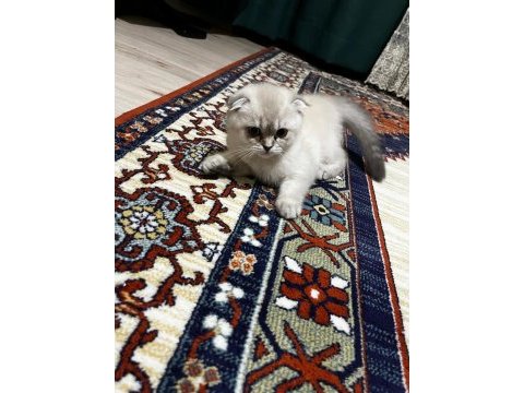 Scottish fold kızımıza acil yuva arıyoruz