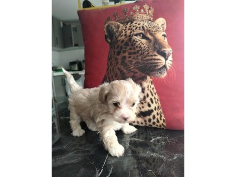 Show kalite mini maltipoo yavrularımız