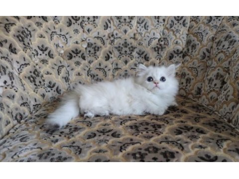 Son kalan a kalite dişi british longhair
