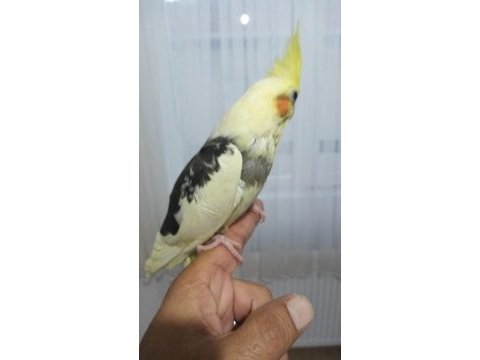 El besleme eğitimli sultan papağanı yeni yeme düşmüş