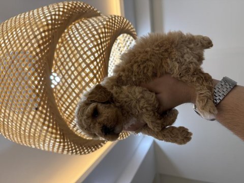 Wc pet eğitimli maltipoo yavrumuz yeni yuvasına hazır