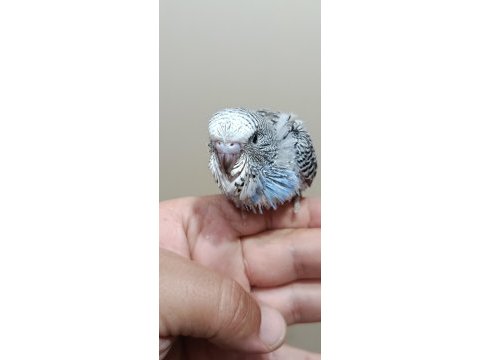 Jumbo muhabbet kuşu bebekler