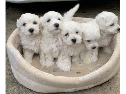 Maltese bebeklerimiz yeni yuvasını arıyor