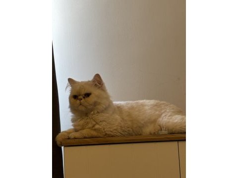 Orjinal saf kan iran persian son 1 yavru anne ve baba