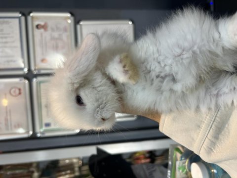 Hollanda lop tavşanı yavruları
