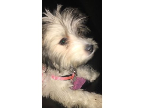Süs köpeği maltese terrier 6 aylık