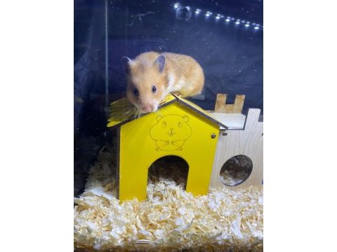 Kampanyalı kafes ve hamster doğru adres