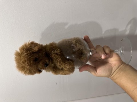 Toy poodle yavru köpeğimiz
