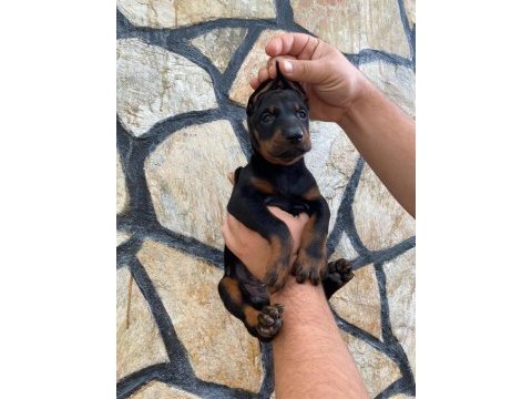 Estetikli ve estetiksiz doberman yavrular