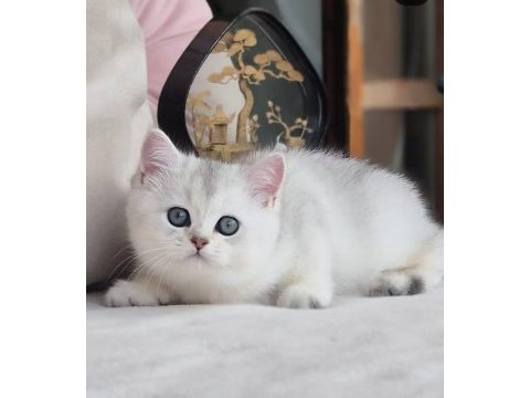 Siyah ve beyazın uyumu ns24 british shorthair