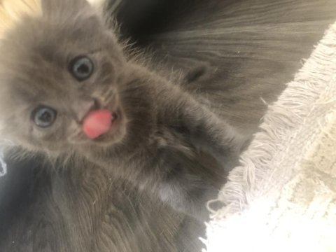 Güzel british shorthair bebişler