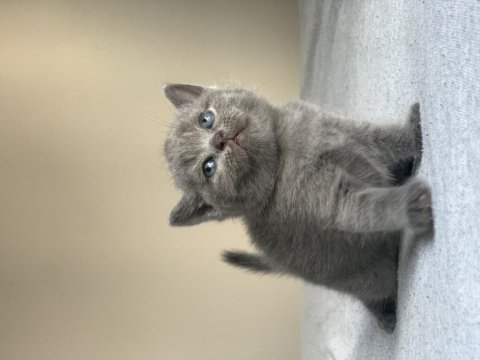 Scottish fold yavrularım yuvasını arıyor