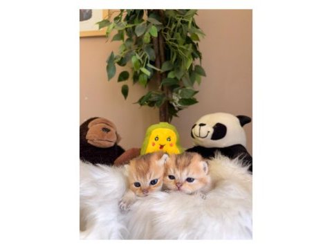 Golden british shorthair bebekler