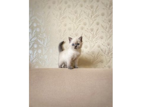British shorthair blue point kitten