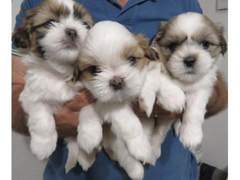 A kalite dişi ve erkek shih tzu bebeklerimiz