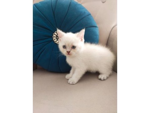 Anne ve yavru kediler birlikte