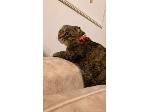 Badem scottish fold kız
