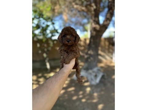 Sağlık ve ırk garantili toy poodle yavrularımız 