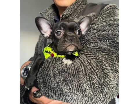 El salvador kennel - kara french bulldog ailesini arıyor