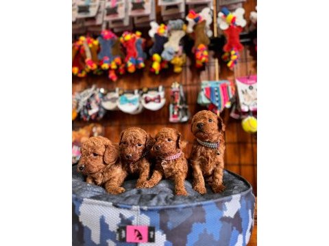Muhteşem toy poodle bebekler