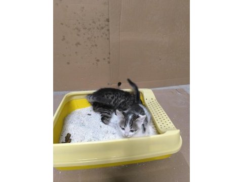 2 aylık aşıları tam tekirler