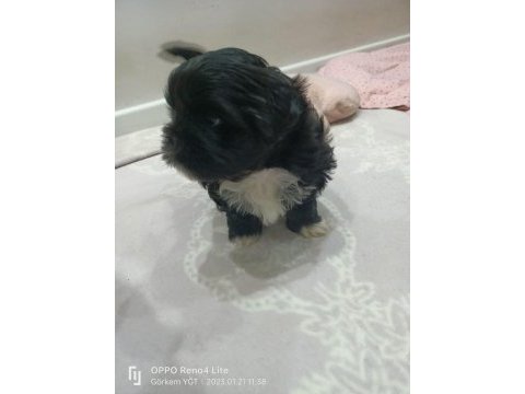 Shih tzu siyah