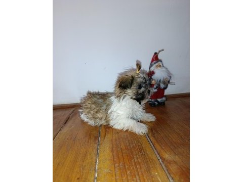 Shih-tzu minik köpekler