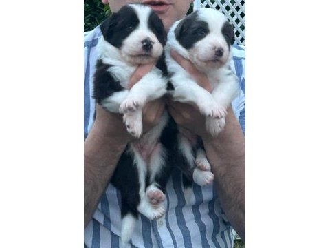 Yakışıklı border collie yavruları
