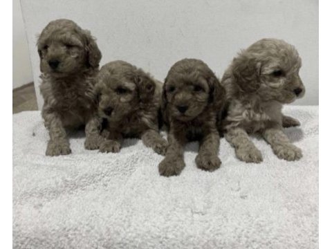 Toy poodle yavrular