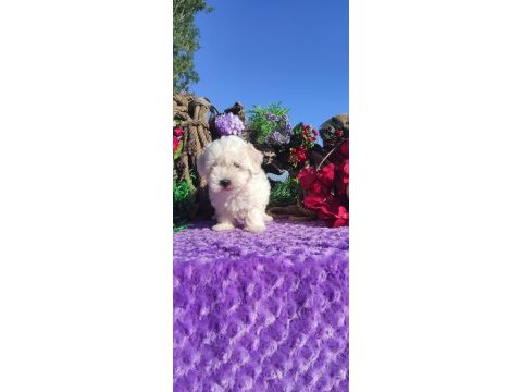 Maltese terrier yavrularımız ırk garantilidir