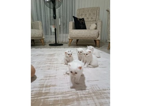 British longhair