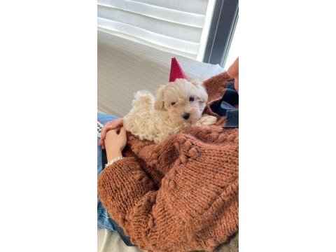 Eşsiz bir maltipoo deneyim için bizi aramadan karar vermeyin